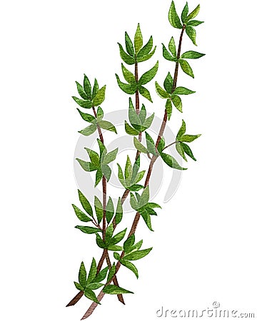 Watercolor clip art collection of fresh herbs isolated: mint, rosemary, sage, oregano, bay leaves, olive, thyme Stock Photo