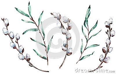 Watercolor clip-art of pussy willow branches. Illustration. Cartoon Illustration