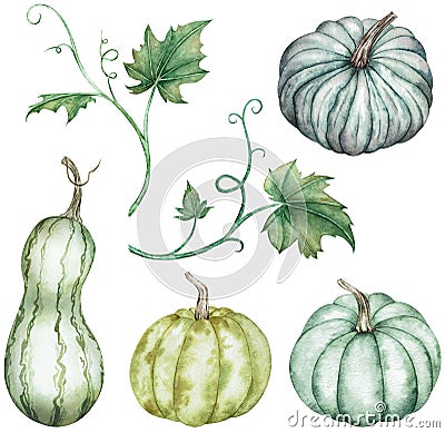 Watercolor clipart of colorful pumpkins - green and blue with leaves. Thanksgiving collection of pumpkin harvest. Cartoon Illustration