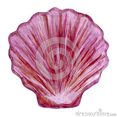 Watercolor clipart of pink-purple seashell scallop isolated on white background Stock Photo