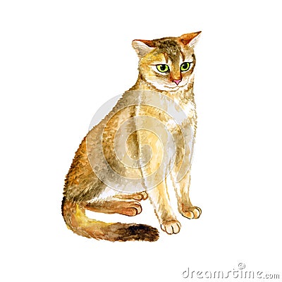 Watercolor close up portrait of popular Abyssinian cat breed isolated on white background. Short-hair with ticked tabby coat. Hand Cartoon Illustration