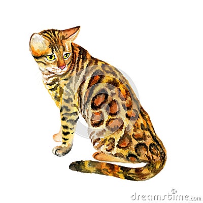 Watercolor close up portrait of popular Bengal cat breed isolated on white background. Short-hair leopard with dotted coat. Hand Cartoon Illustration