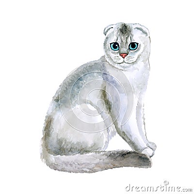 Watercolor close up portrait of popular Scottish fold shorthair cat breed isolated on white background. Loop-eared rare silver Stock Photo