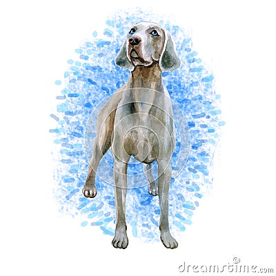 Watercolor closeup portrait of cute Weimaraner breed dog isolated on blue background. Shorthair smooth large hunting dog posing at Stock Photo