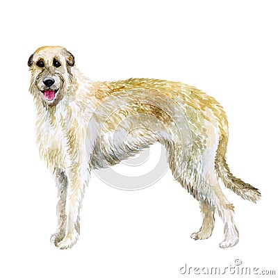 Watercolor closeup portrait of Irish Wolfhound breed dog isolated on white background. Large sighthound hunting dog posing at dog Stock Photo