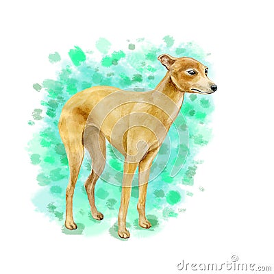 Watercolor closeup portrait of Italian Greyhound breed dog isolated on abstract background. Shorthair small smooth dog posing at Stock Photo