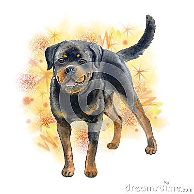 Watercolor closeup portrait of large Rottweiler breed dog isolated on abstract background. Large shorthair German working guardian Stock Photo