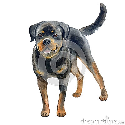 Watercolor closeup portrait of large Rottweiler breed dog isolated on white background. Large shorthair German working guardian Stock Photo