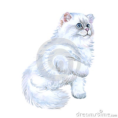 Watercolor closeup portrait of popular scottish straight longhair kitten breed isolated on white background. Playing white fluffy Cartoon Illustration