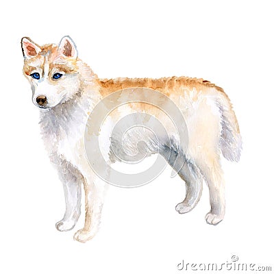 Watercolor closeup portrait of rare golden Husky dog isolated on white background. dog posing at dog show. Hand drawn sweet home Stock Photo