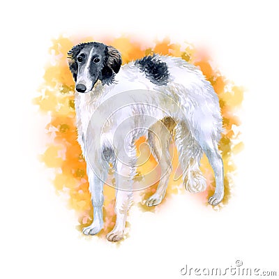 Watercolor closeup portrait of Russian wolfhound breed dog isolated on abstract background. Longhair large greyhound dog posing at Stock Photo