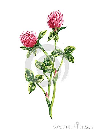 Watercolor clover bouquet Cartoon Illustration