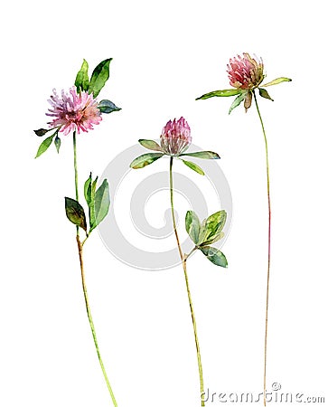 Watercolor clover flowers isolated on white background Cartoon Illustration