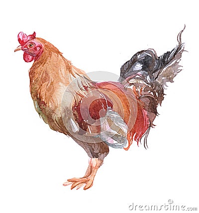 Watercolor cock bird animal Cartoon Illustration