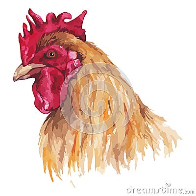 Watercolor rooster farm bird animal isolated art vector Vector Illustration