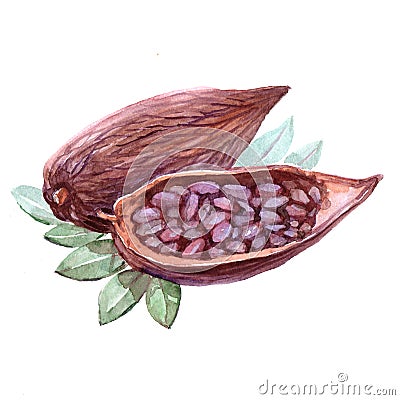 Watercolor cocoa beans isolated Cartoon Illustration