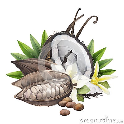 Watercolor cocoa fruit, coconut and vanilla Vector Illustration