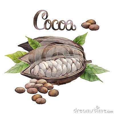 Watercolor cocoa fruit Vector Illustration