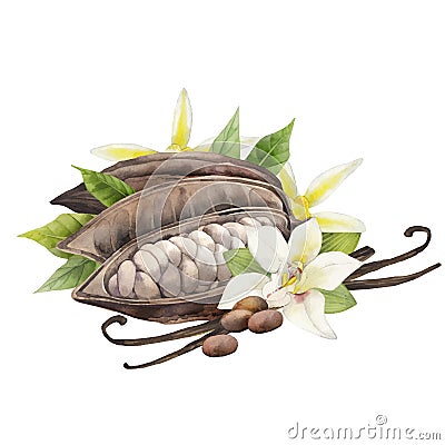 Watercolor cocoa fruit and vanilla flowers Vector Illustration