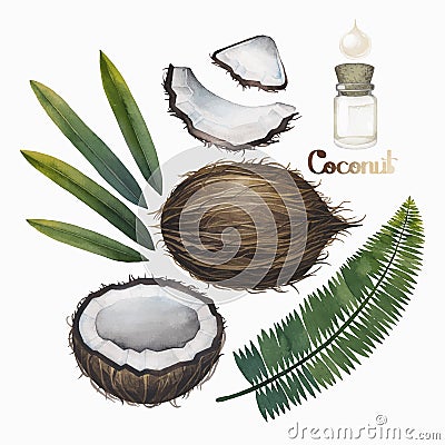 Watercolor coconut collection Vector Illustration