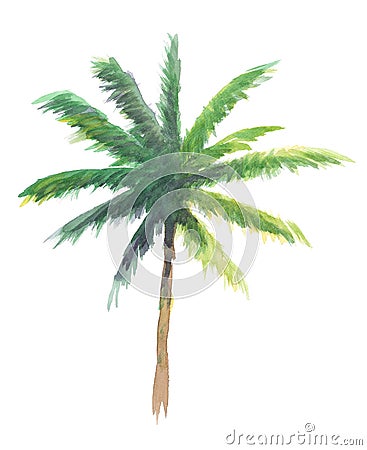 Watercolor of coconut tree illustration, isolated nature on white background Cartoon Illustration