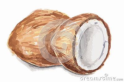 watercolor coconut. Vector Illustration