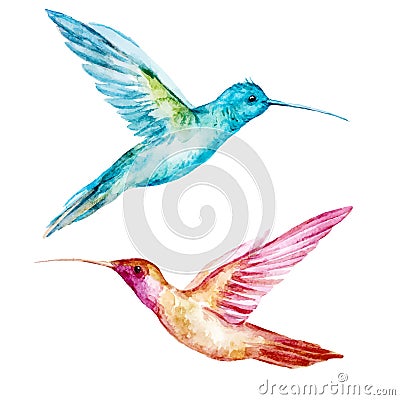 Watercolor colibri bird Vector Illustration