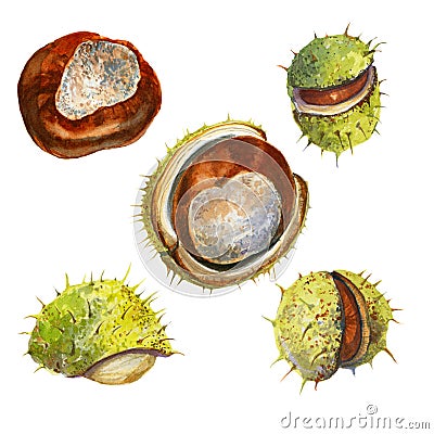 Watercolor collection with chestnuts Stock Photo