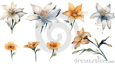 Watercolor Collection of Cyprus Flowers on a Clean White Background . Stock Photo