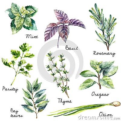 Watercolor collection of fresh herbs isolated. Vector Illustration