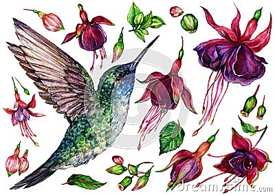 Watercolor Collection of Hummingbird and Fuchsia Flowers Vector Illustration