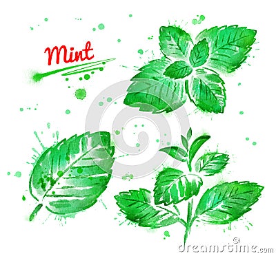 Watercolor collection of mint Stock Photo