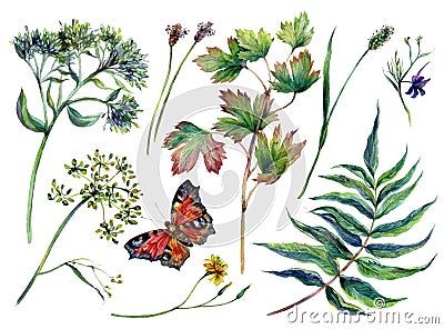 Watercolor Collection of Motley Grass Vector Illustration