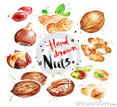 Watercolor collection of nuts Stock Photo