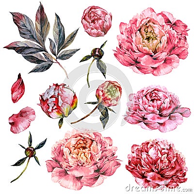 Watercolor Collection of Pink Peonies Vector Illustration