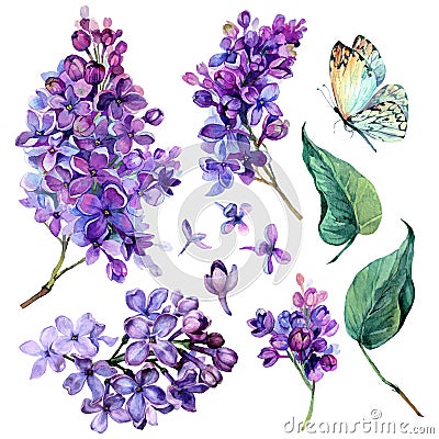 Watercolor Collection of Purple Lilac Vector Illustration