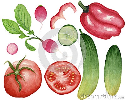 Watercolor collection, radish, pepper, tomatos, cucumber, isolated on white background. For various food products, etc. Stock Photo