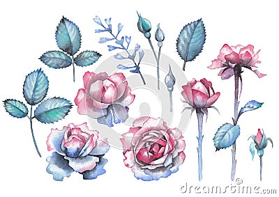 Watercolor collection of rose leaves and flowers Stock Photo