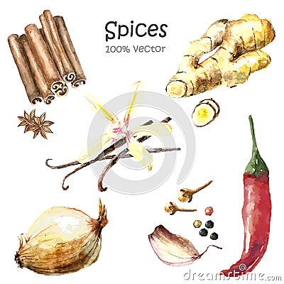 Watercolor collection spices. Vector Illustration