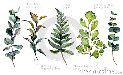 Watercolor Collection of Trendy Greenery Vector Illustration