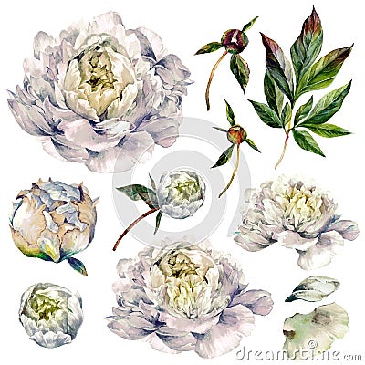 Watercolor Collection of White Peonies Vector Illustration