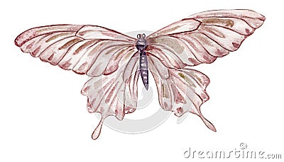 Watercolor colorful butterflies, isolated on white background. Cartoon Illustration