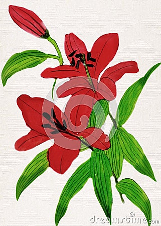 Watercolor colorful Lily flower painting . Stock Photo