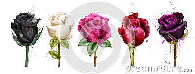 Watercolor colorful roses set collection Vector. Black rose, pink, red flowers. Beautiful detailed floral illustrations Vector Illustration