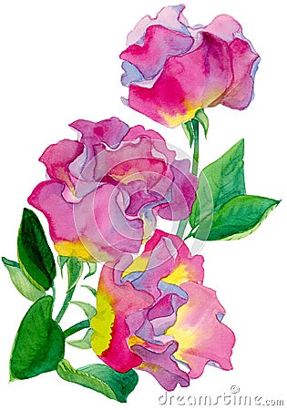 Watercolor composition of three roses pink and yellow color with green leaves Stock Photo