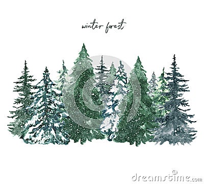 Watercolor conifer trees, christmas tree background, hand painted illustration. Winter forest landscape with snow Cartoon Illustration