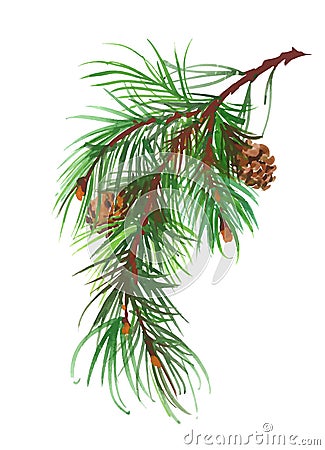 Watercolor coniferous branch pine cones. Vector Illustration