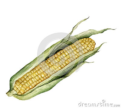 Watercolor corn. Hand painted food isolated on white background. Autumn harvest festival. Botanical illustration for Cartoon Illustration