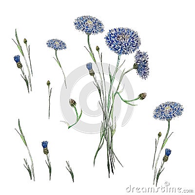 Watercolor cornflowers vector flowers Vector Illustration