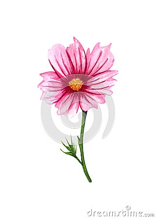 Watercolor cosmos flower isolated on white background. Hand drawn singl wildflower with pink petals and green leaves Stock Photo